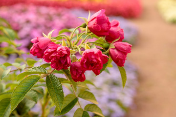 Shallow depth of field soft focus close-up of a blooming pink roses bush. Blurred background with bokeh. Colorful beds in the summer garden.
