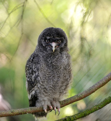 Great grey owl or great gray owl (Strix nebulosa). Chick