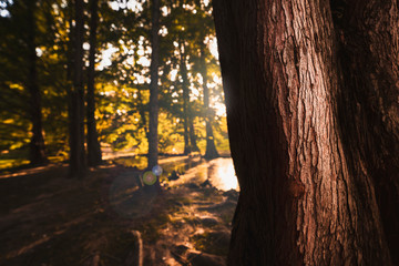 Parco Sempione in autumn