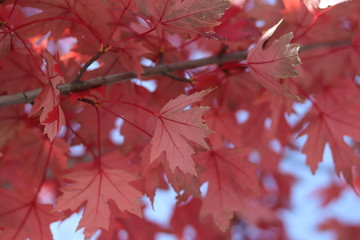 maple tree in the fall season