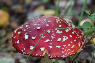 red fly agaric