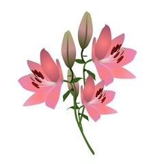 Fresh pink lily flowers isolated on white. Greeting or invitation card. Design element.