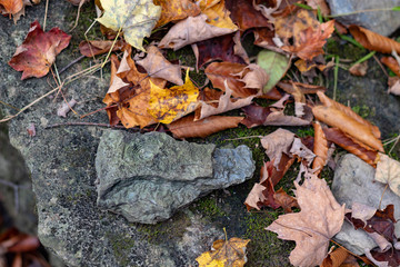 Stone and leaves
