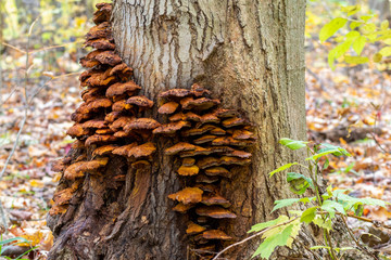 Old mushrooms on tree