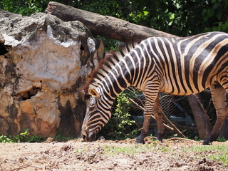 Fototapeta na wymiar Zebra feeding on grass