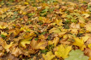 Fallen leaves of maple on the grass. Macro photo of yellow foliage on a sunny day. Seasonal...
