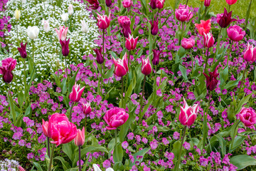 Fototapeta premium Tulpen