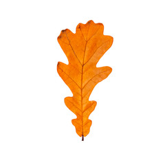 Brown autumn leaf oak isolated on white background