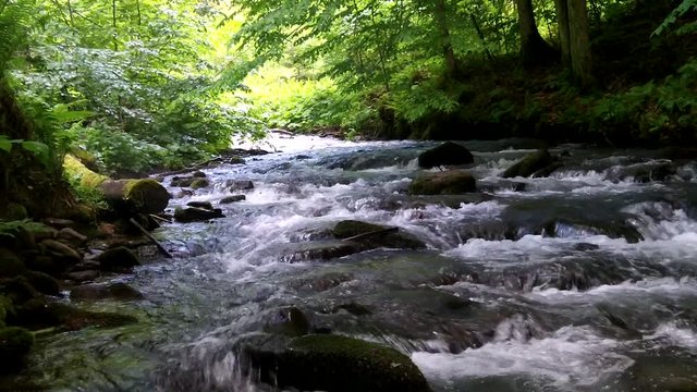 Stream in the Carpathian mountains