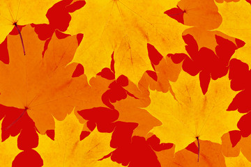 Naklejka na ściany i meble Autumn maple leaves. Gold maple leaves on red background