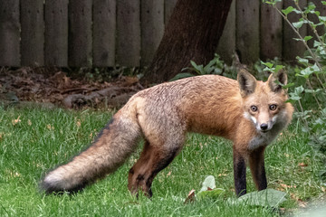 Fototapeta premium Fox