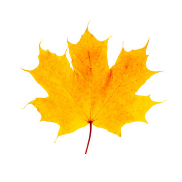 Macro golden yellow maple leaf isolated on white background. fall symbol weather. Botany flora concept