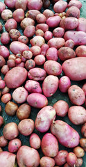 fresh harvested potato from the ground red clean and with dirt 