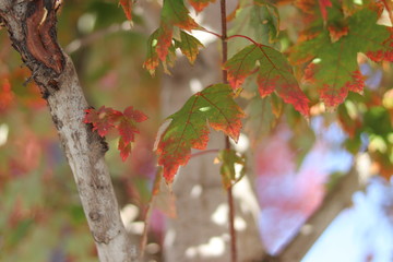 maple tree in the fall season