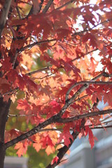 maple tree in the fall season