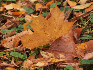 Yellow autumn maple leaf lies on the ground.