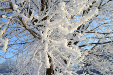 frost on the tree