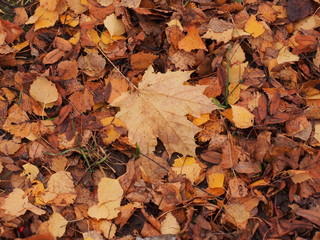 Yellow autumn maple leaf lies on the ground.