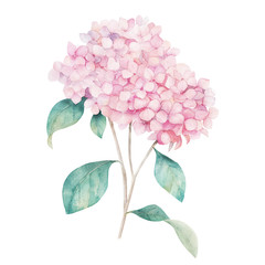 Watercolor hand drawn illustration. Flower hydrangea print. Botanical isolated design