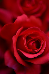 Obraz na płótnie Canvas Beautiful red roses close up. Background for celebrations.