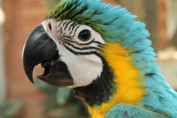 guacamayas