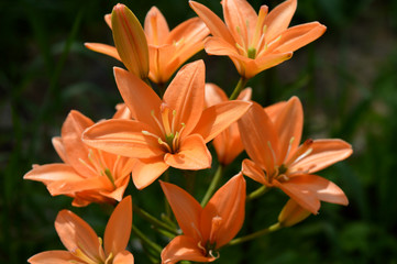 Obraz premium orange lily in garden