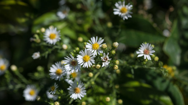 16x9 Close-up White Asters with Green Backgroun