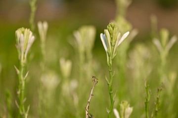 Polianthes tuberosa flower