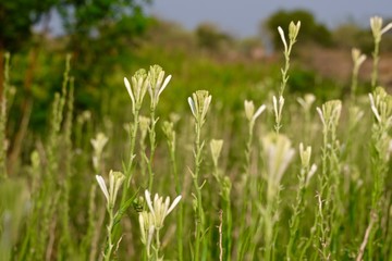 Polianthes tuberosa flower