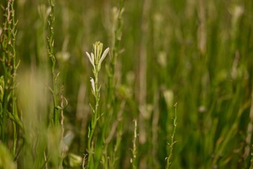 Polianthes tuberosa flower