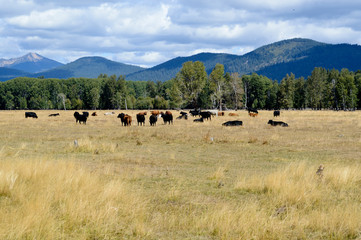 Fototapeta na wymiar Grazing beef steers with mountains in the background