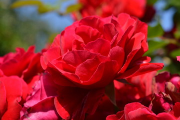red rose in the garden