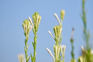 Polianthes tuberosa flower