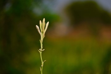 Polianthes tuberosa flower