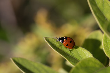 Ladybug Climbs Green Leaf