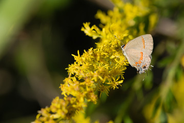 Hairstreak Butterfly on Goldenrod