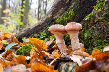 Autumn edible mushrooms Honey fungus (Armillaria mellea) growing in a forest of fallen autumn leaves