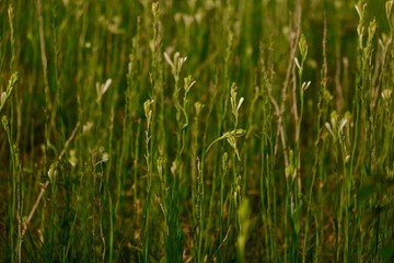 Polianthes tuberosa flower