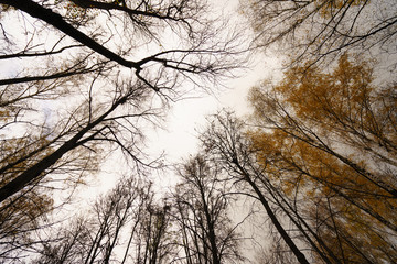 Branches of trees in the autumn sky