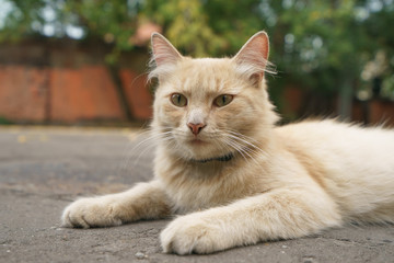Red cat is the symbol of autumn