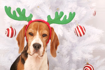 Little beagle wearing Santa's reindeer antlers © jivimages
