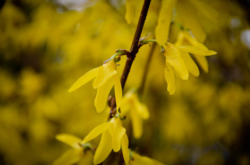 yellow flower