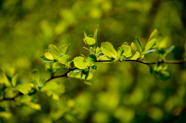 spring leaves