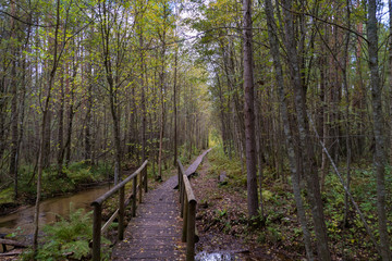 bridge over the creek in autumn