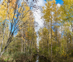 stream in the autumn forest