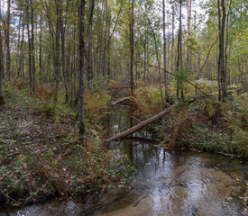 creek in the autumn forest