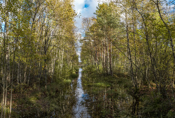 creek in the autumn forest