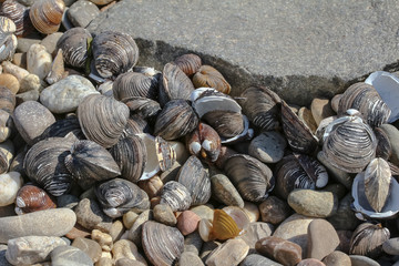 Körbchenmuscheln am Rheinufer, Corbicula fluminea