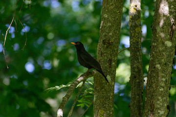 Blackbird male, late spring