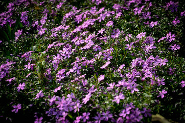 Fototapeta premium purple flowers in the garden